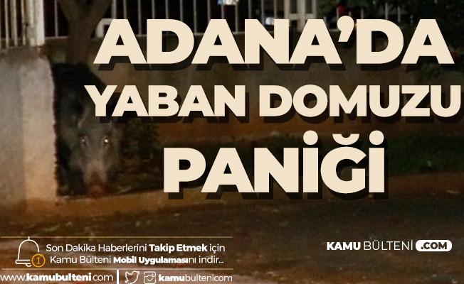 Adana'da Yaban Domuzu Paniği! Gece Saatlerinde Ortaya Çıktı...