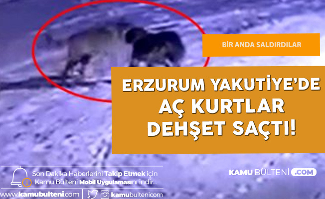 Erzurum'da Dehşete Düşüren Olay! Aç Kurtlar Bekçi Köpeğini Parçaladı!