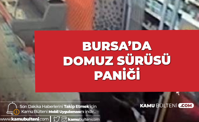 Bursa'da Domuz Sürüsü Paniği! Markete Daldılar
