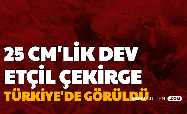 25 CM'lik Dev Etçil Çekirge Türkiye'de Görüldü