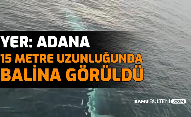 Adana'da 15 Metre Uzunluğunda Balina Görüntülendi
