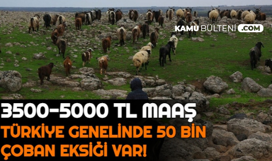 Türkiye Geneli 50 Bin Çoban Alımı Yapılıyor: 3500-5000 TL Maaş