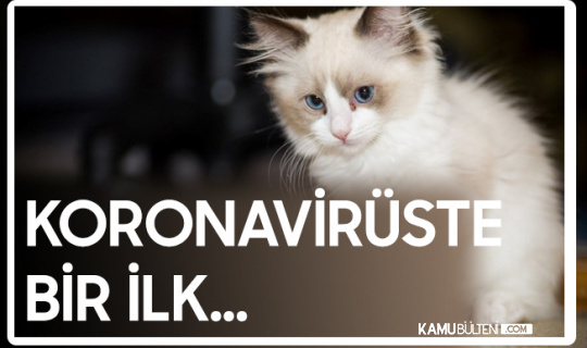 Koronavirüste Bir İlk Meydana Geldi! Bir Kedinin Ölümü Kovid-19 Olarak Kayda Geçti