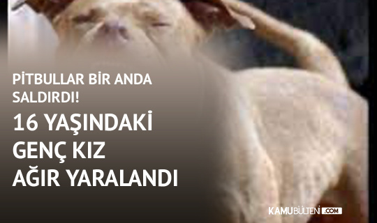İstanbul’da Pitbull Kâbusu! Pitbullar 16 Yaşındaki Kıza Dehşeti Yaşattı!