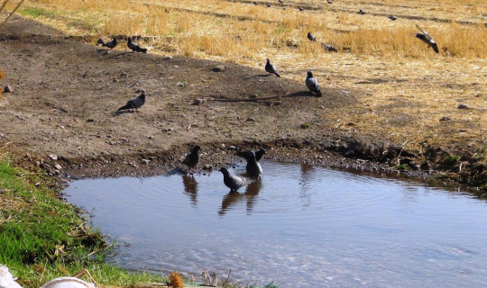 Sıcaktan bunalan güvercinler göletlerde serinledi