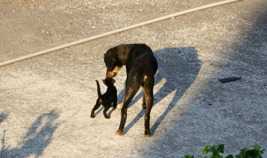 Yavru kedi ile köpeğin gülümseten dostluğu