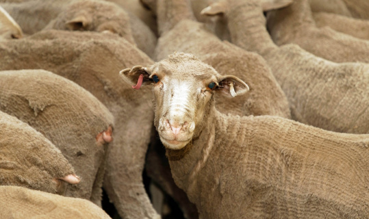 Yeni Zelanda’da 226 koyuna hastalık nedeniyle ötenazi yapıldı