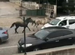 Bursa’da başıboş atlar trafiği birbirine kattı