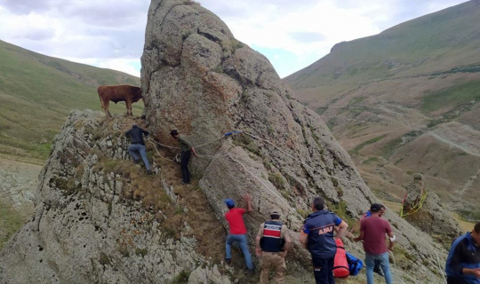 Kayalıklarda mahsur kalan inek için halatlı kurtarma operasyonu