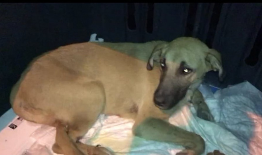 Trafik kazasında yaralanan köpek, gece yarısı tedavi için İstanbul’a götürüldü
