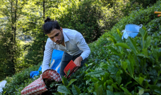 ÇAYKUR 2. sürgün yaş çay kampanyasının ilk gününde bin ton yaş çay aldı