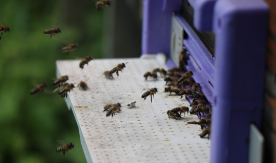 Kafkas ana arıları ilçedeki bal üretimini 3’e katladı