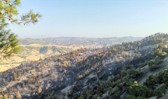 Kahramanmaraş’taki orman yangınında 50 hektar alan zarar gördü