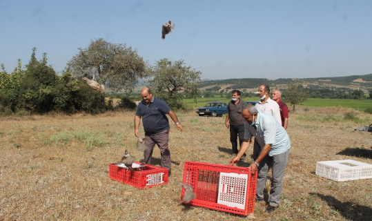 Manyas’ta Kınalı keklikler doğaya salındı
