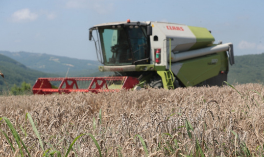 İzmit Belediyesi Nusrat buğday tohumlarını dağıtmaya başlıyor