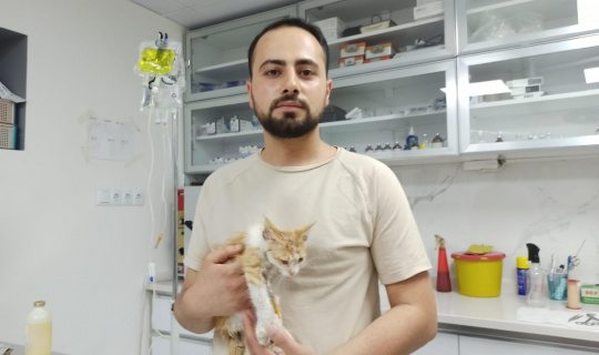 Muğla’daki yangınlarda yaralanan kedi Eskişehir’de tedavi altında