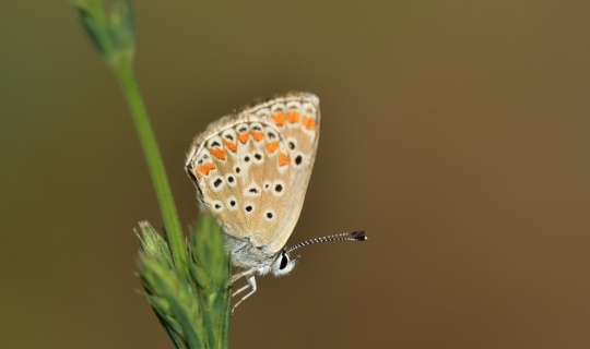 Türkiye’deki kelebek türlerinin yarıdan fazlası Van Gölü havzasında yaşıyor