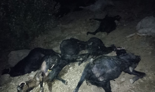 Kahramanmaraş’ta yıldırım düşmesi sonucu 45 keçi telef oldu