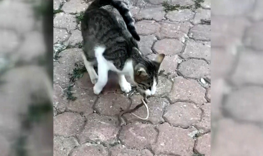 Kediyle yılanın kavgası kameraya yansıdı