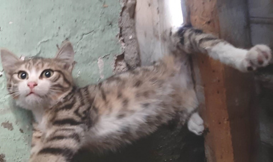Kütahya’da çatıya sıkışan kediyi itfaiye kurtardı