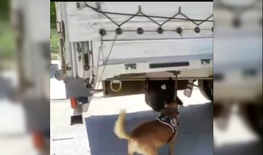 Narkotik köpeği buldu TIR dorsesinde yakalandı