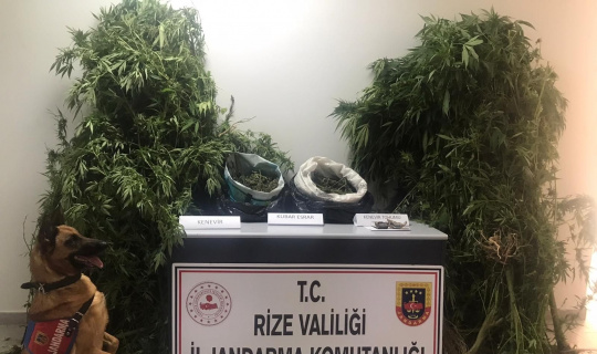 Rize’de yasa dışı kenevir operasyonu