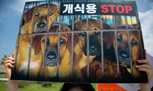Güney Kore’de köpek eti tüketimi yasaklanabilir