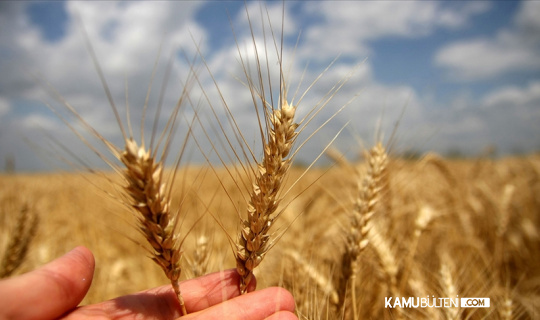 Tarım Ürünleri Fiyatları Güncellendi: Buğday ve Arpa Ne Kadar?