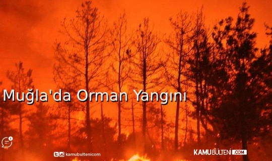 Muğla'da Orman Yangını