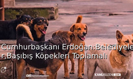 Cumhurbaşkanı Erdoğan: Belediyeler, Başıboş Sokak Hayvanlarını Toplamalı