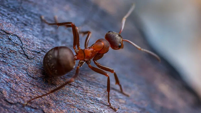 Karıncaları Evinizden Uzak Tutmanın 10 Etkili ve Doğal Yolu