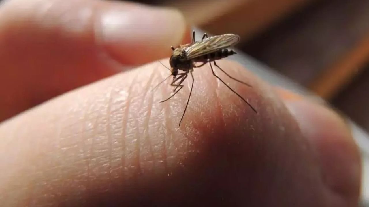 Baş belası sivrisineklerden kurtulmanın doğal yolu! Bir daha yanınıza yaklaşamayacaklar