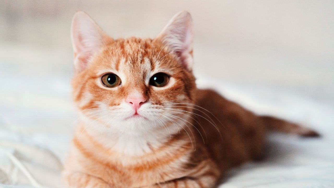 Evde kedi besleyenler dikkat! Bu hastalık 300 binden fazla kediyi öldürdü: Türkiye'de vaka sayıları patladı