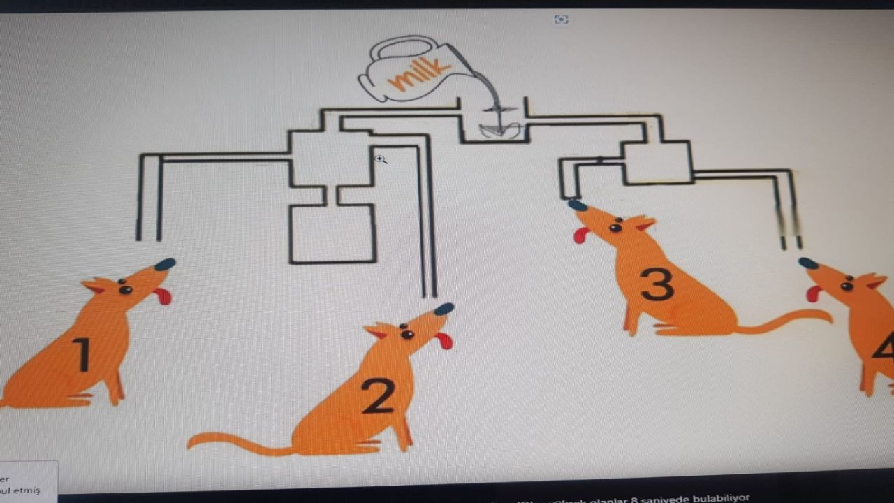 Zekasına güvenenler harekete geçti! Hangi köpeğin sütü içtiğini bulabilenin zekası Einstein ile yarışır!