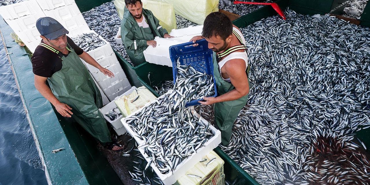 Balıkçılar Heyecanla Bekliyor: Av Yasağı Kalkıyor, Tezgahlar Canlanacak!