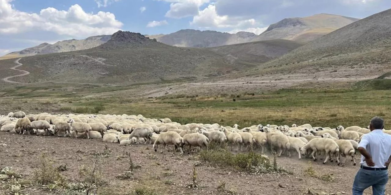 Hayvanları Bırakamıyorlar! Çoban Arayışı 25 bin TL'ye Çıkıyor