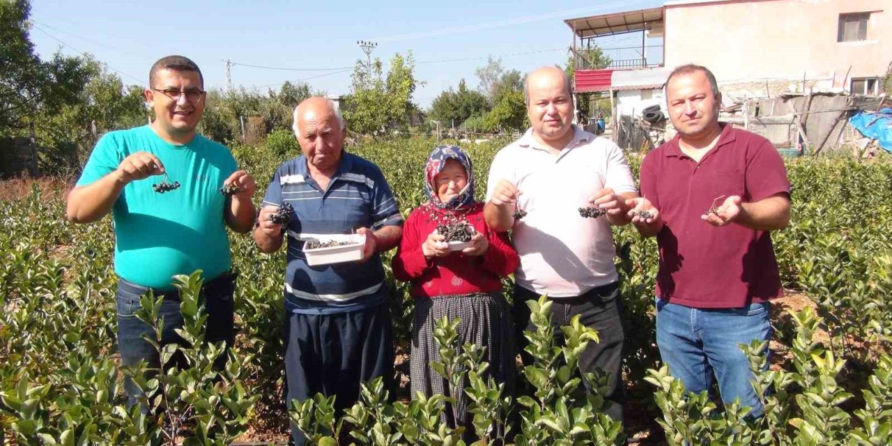 Rusya'da Reçeteyle Temin Ediliyor! İlk Hasat Arap Ülkelerine Gönderildi: Aronya Meyvesinin Fiyatı Belirlendi