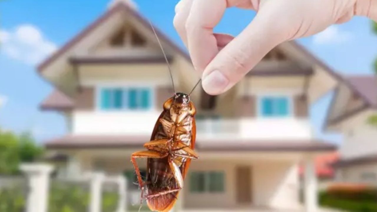 Evden hamam böceği çıkıyorsa hemen deneyin! Doğal yöntemle öldürmeden evinizden yollayın