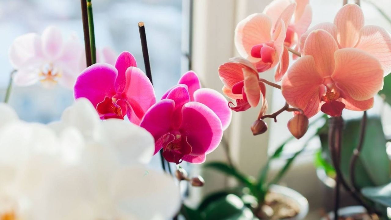 Orkidelerin büyüme formülü açıklandı! Bu yöntemle büyümesi 4 5 katına çıkıyor