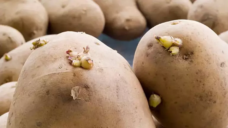 Patates Filizlenmesine Son: Yanına Ekleyeceğiniz O Meyveyle Aylarca Taze Kalsın!