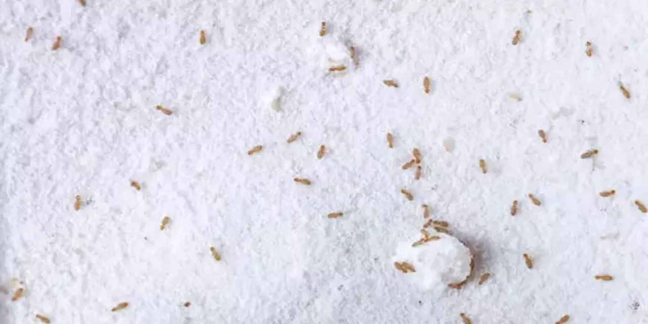 Un Böceklenmesine Son! Mutfağınızdaki Unu Korumanın En Etkili ve Doğal Yöntemleri