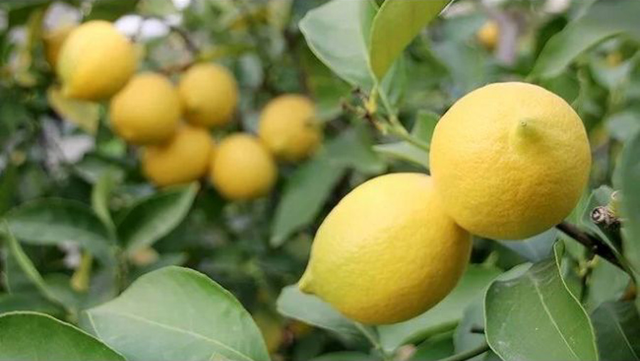 Limon Fiyatları Cep Yakıyor: Kilosu 180, Tanesi 24 TL! Ziraat Odasından Kötü Haber Geldi