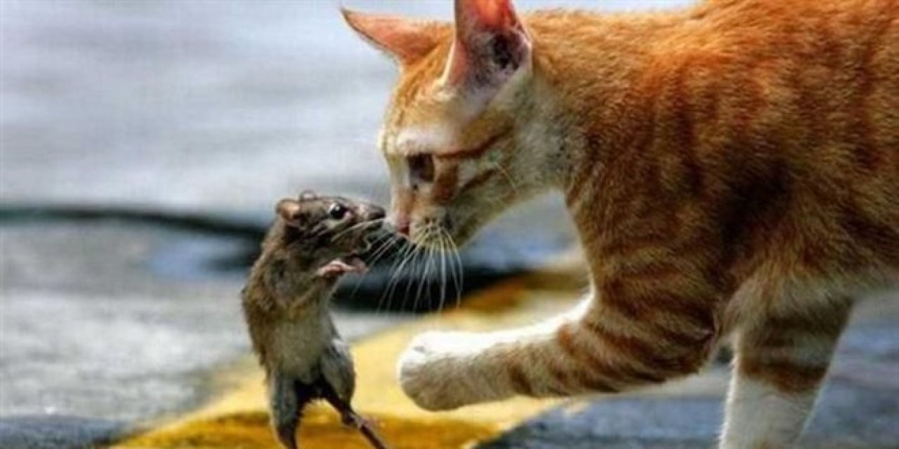 Vali Gül'den Çarpıcı İstanbul Tespiti: "Kediler Avlanmayı Unuttu, Farelerle Mama Yiyorlar"
