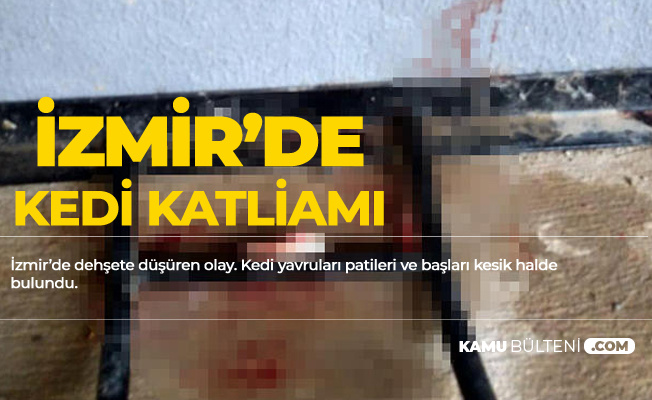 İzmir'de Kedi Katliamı! Başları Kesik Halde Bulundu
