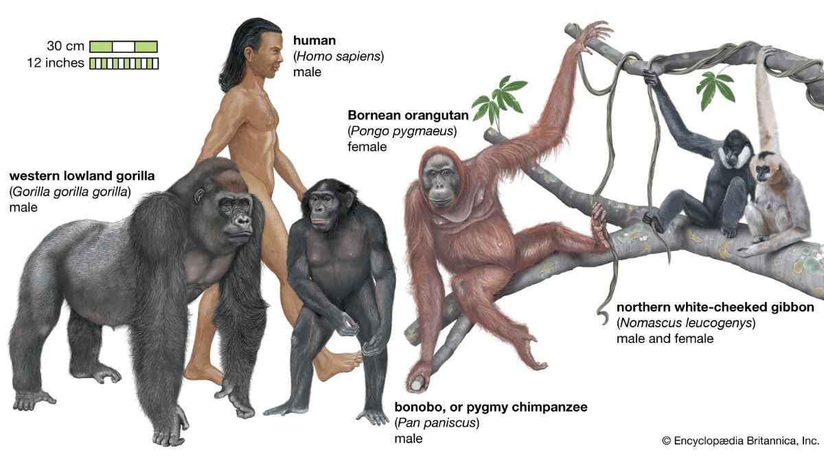 primate-genomic-study-c.jpg
