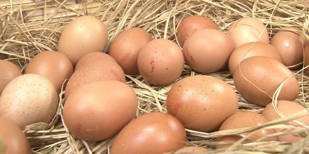 yumurta saklama yöntemleri ve faydaları