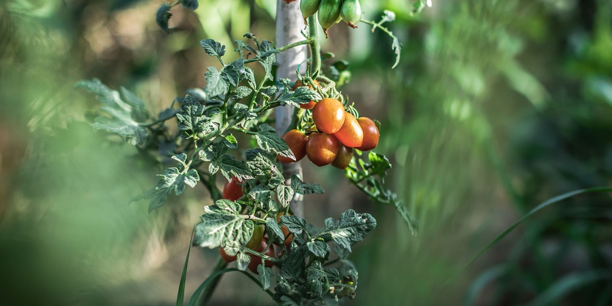günde bir domatesin faydaları