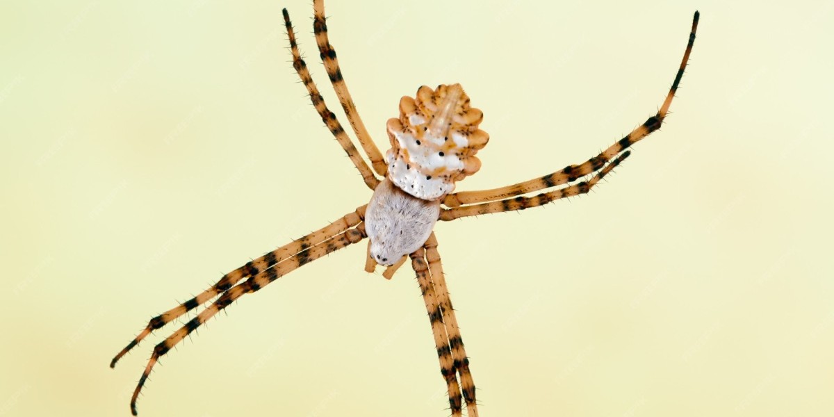 en ölümcül örümcek malatya'da görüntülendi