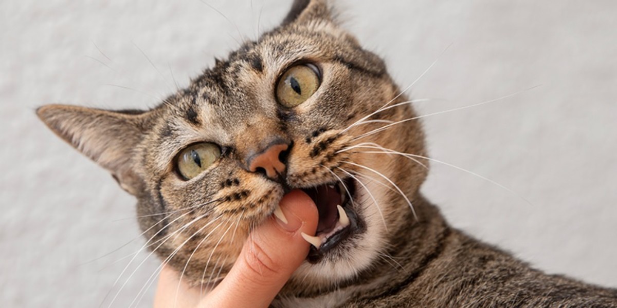 Kedilerin sert ve saldırgan davranışlarının nedenleri