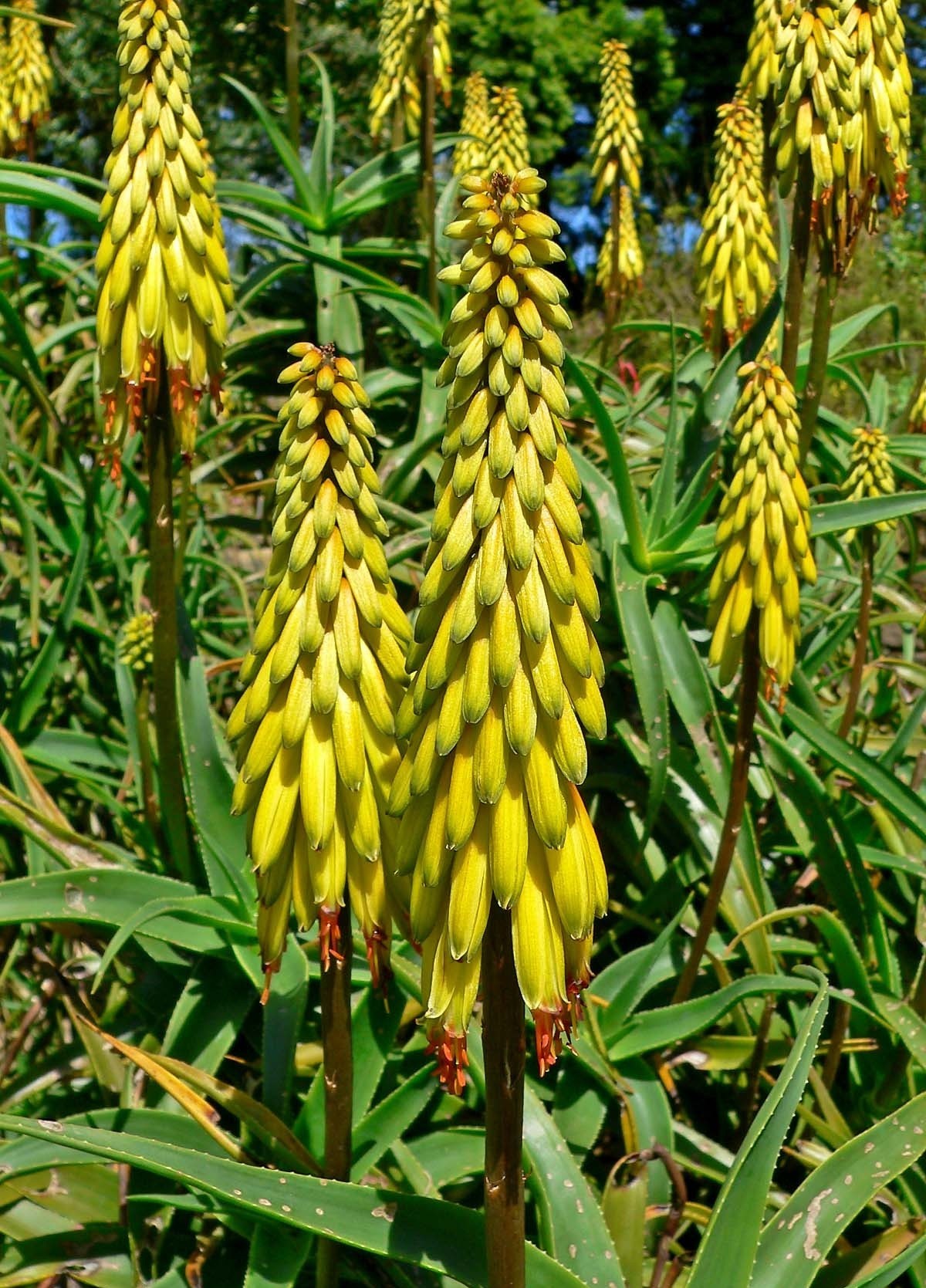 Aloe vera sarı sabır bitkisi faydaları